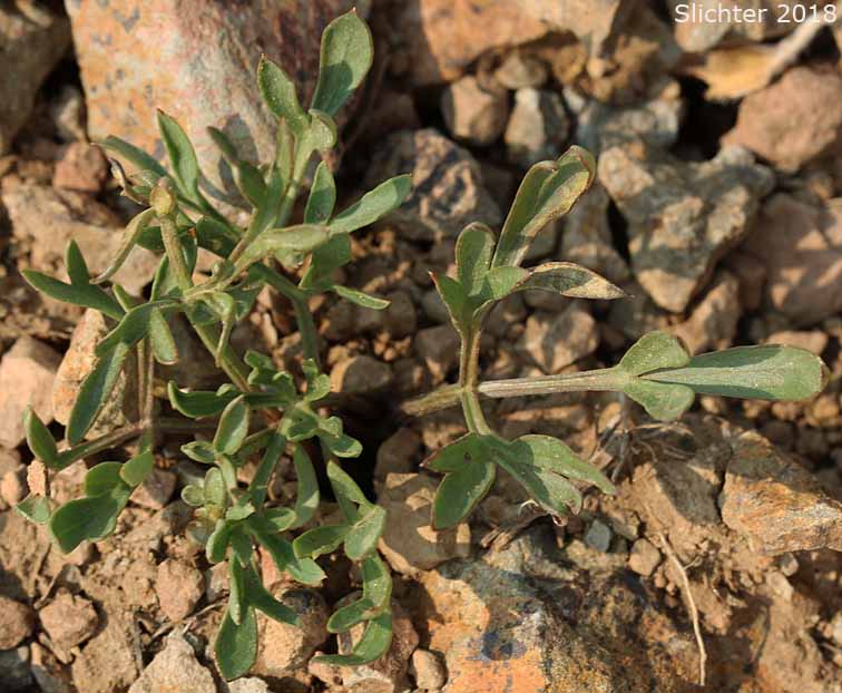 Leaves of Cusick's Biscuitroot, Cusick's Desert-parsley, Cusick's Desert Parsley: Lomatium cusickii