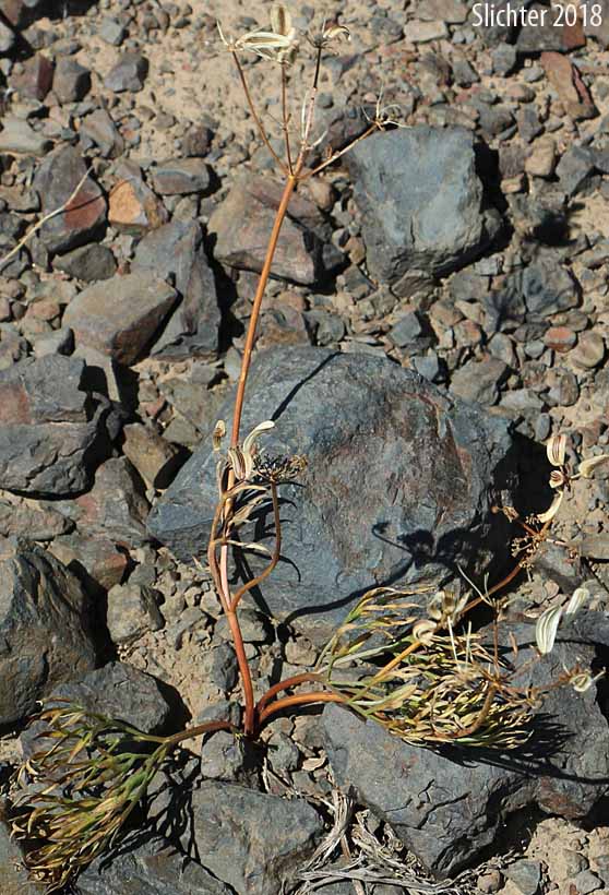 Cusick's Desert Parsley: Lomatium cusickii