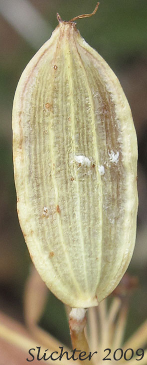 Fruit of Wenatchee Mts. Desert Parsley, Wenatchee Desert Parsley, Wenatchee Mountain Lomatium: Lomatium cuspidatum (Synonym: Leptotaenia watsoni)