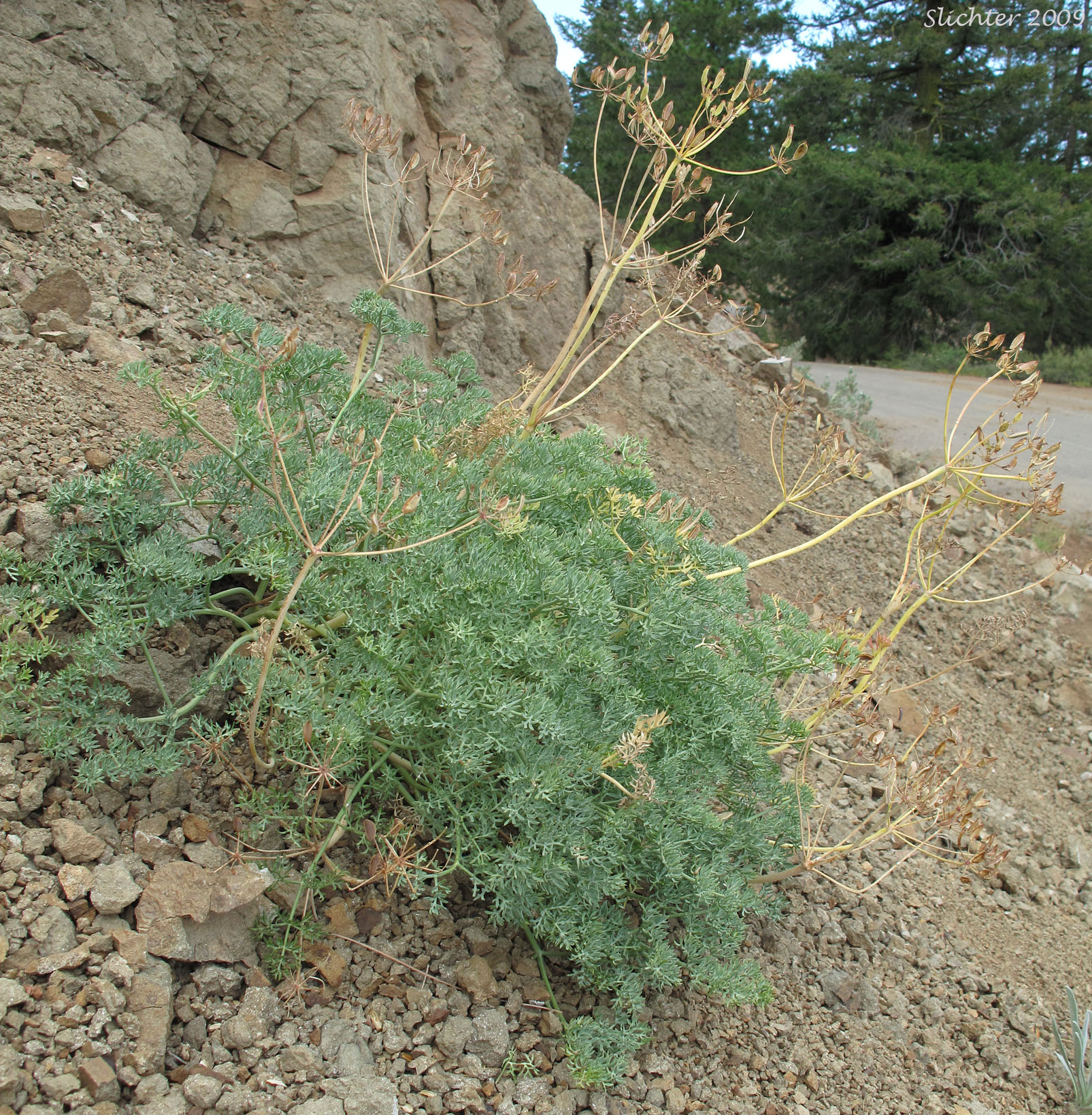 Wenatchee Mts. Desert Parsley, Wenatchee Desert Parsley, Wenatchee Mountain Lomatium: Lomatium cuspidatum (Synonym: Leptotaenia watsoni)