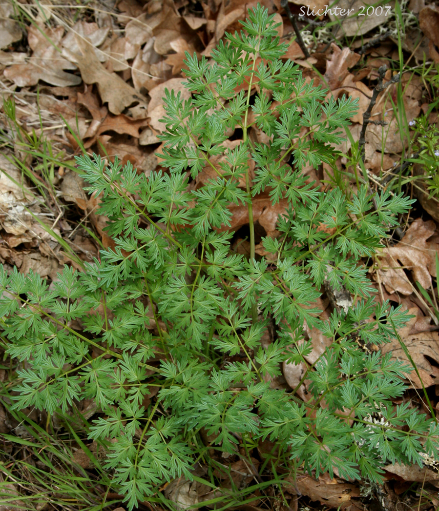 Fern-leaf Biscuitroot, Fern-leaf Desert Parsley, Fern-leaf Lomatium: Lomatium dissectum (Synonyms: Leptotaenia dissecta, Leptotaenia foliosa var. dissecta, Lomatium dissectum var. dissectum)