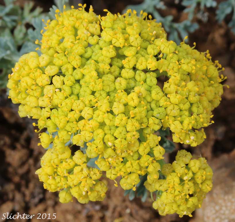 Close-up of the umbel of Donnell's Biscuitroot, Donnell's Lomatium, Glaucous Desert Parsley, Glaucous Lomatium: Lomatium donnellii (Synonym: Lomatium plummerae)