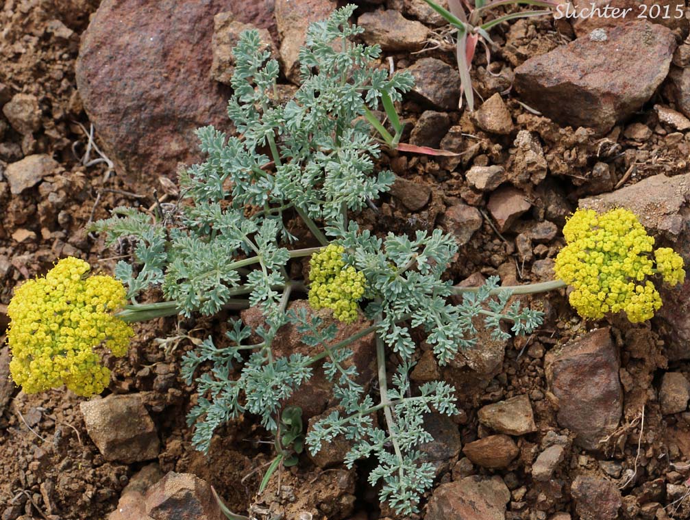 Donnell's Biscuitroot, Donnell's Lomatium, Glaucous Desert Parsley, Glaucous Lomatium: Lomatium donnellii (Synonym: Lomatium plummerae)
