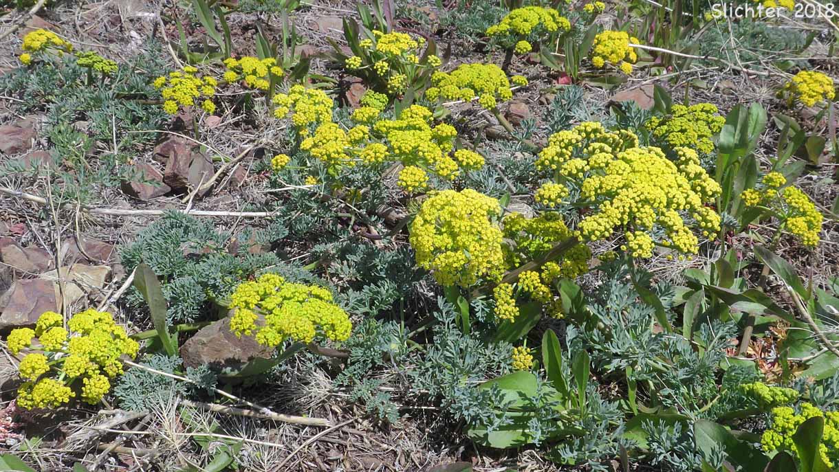 Donnell's Biscuitroot, Donnell's Lomatium, Glaucous Desert Parsley, Glaucous Lomatium: Lomatium donnellii (Synonym: Lomatium plummerae)