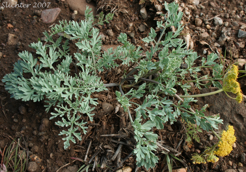 Donnell's Biscuitroot, Donnell's Lomatium, Glaucous Lomatium: Lomatium donnellii (Synonym: Lomatium plummerae)