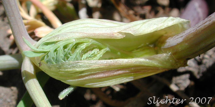 Broad sheathing base of the petiole of Donnell's Biscuitroot, Donnell's Lomatium, Glaucous Lomatium: Lomatium donnellii (Synonym: Lomatium plummerae)