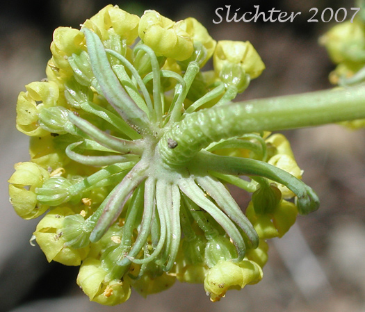 Involucel bracts of Donnell's Biscuitroot, Donnell's Lomatium, Glaucous Lomatium: Lomatium donnellii (Synonym: Lomatium plummerae)