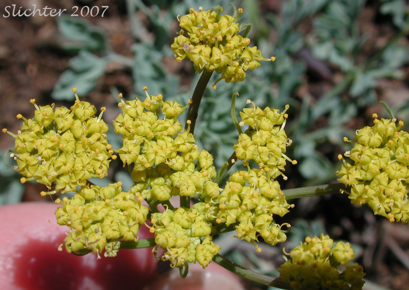 Umbel of Donnell's Biscuitroot, Donnell's Lomatium, Glaucous Lomatium: Lomatium donnellii (Synonym: Lomatium plummerae)