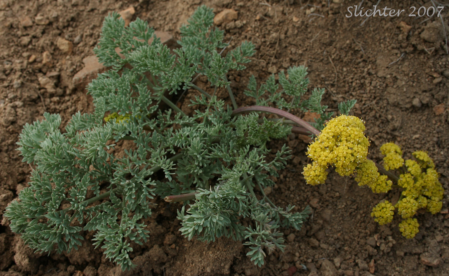 Donnell's Biscuitroot, Donnell's Lomatium, Glaucous Lomatium: Lomatium donnellii (Synonym: Lomatium plummerae)