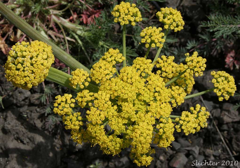 Close-up of an umbel from above of Donnell's Biscuitroot, Donnell's Lomatium, Glaucous Lomatium: Lomatium donnellii (Synonym: Lomatium plummerae)