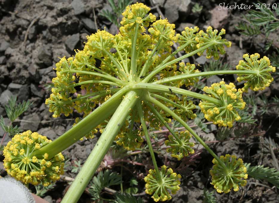 Ventral view of an umbel of Donnell's Biscuitroot, Donnell's Lomatium, Glaucous Lomatium: Lomatium donnellii (Synonym: Lomatium plummerae)