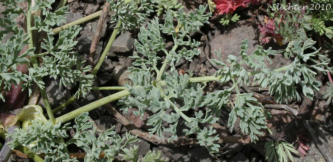 Glaucous leaf of Donnell's Biscuitroot, Donnell's Lomatium, Glaucous Lomatium: Lomatium donnellii (Synonym: Lomatium plummerae)