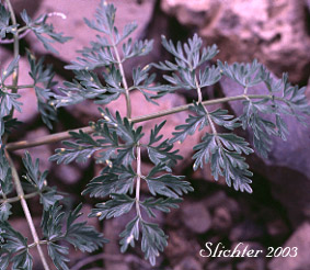 Leaf of Carrotleaf Biscuit Root, Fern-leaf Desert Parsley, Fern-leaved Desert Parsley: Lomatium dissectum var. multifidum (Synonyms: Leptotaenia multifida, Lomatium dissectum var. eatonii)