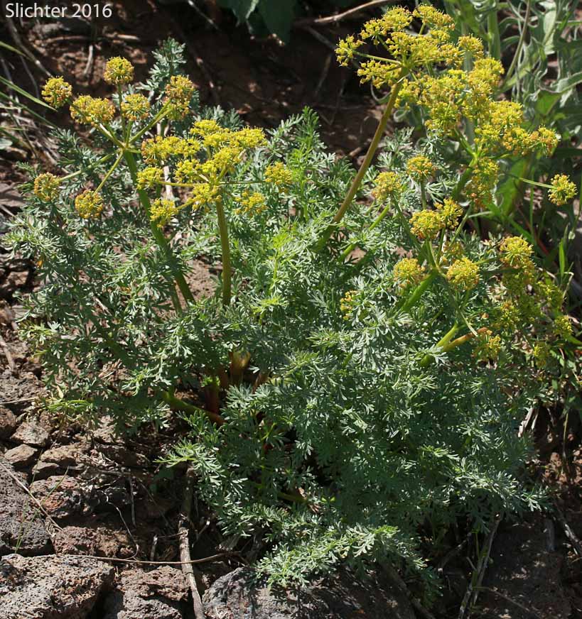 Carrotleaf Biscuit Root, Fern-leaf Desert Parsley, Fern-leaved Desert Parsley: Lomatium dissectum var. multifidum (Synonyms: Leptotaenia multifida, Lomatium dissectum var. eatonii)