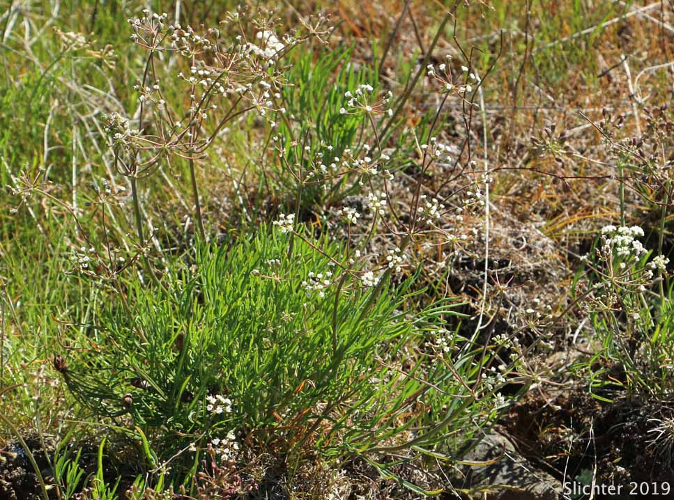 Northern Biscuitroot: Lomatium farinosum var. farinosum (Synonym: Peucedanum farinosum)