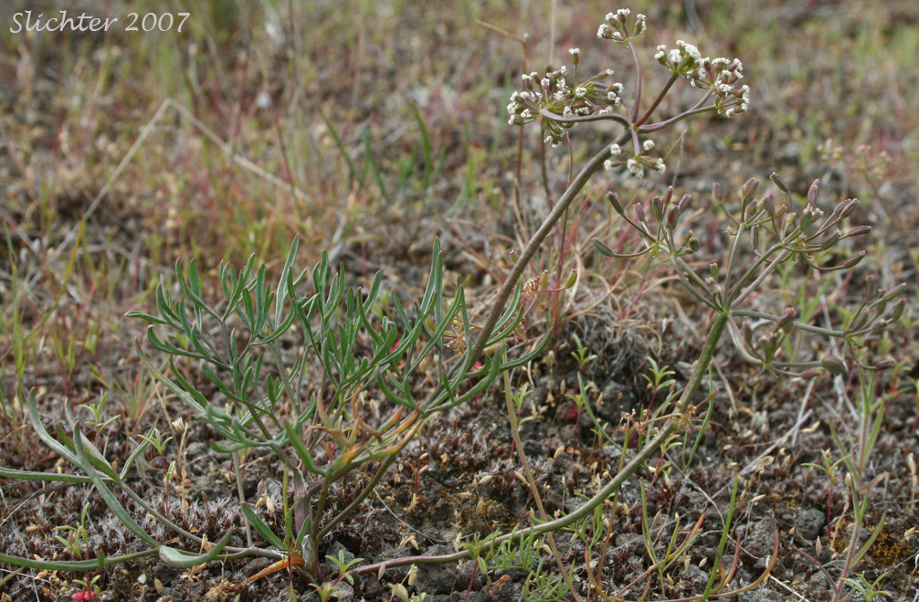 Northern Biscuitroot: Lomatium farinosum var. farinosum (Synonym: Peucedanum farinosum)