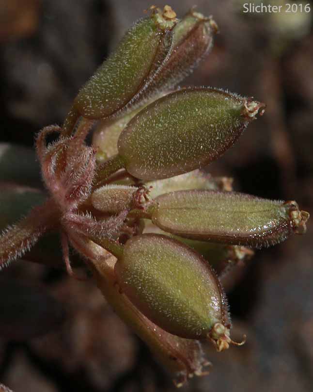 Fruits of Fennelleaf Lomatium, MacDougal's Biscuitroot: Lomatium foeniculaceum var. macdougalii (Synonyms: Lomatium foeniculaceum ssp. macdougalii, Lomatium jonesii, Lomatium macdougalii)