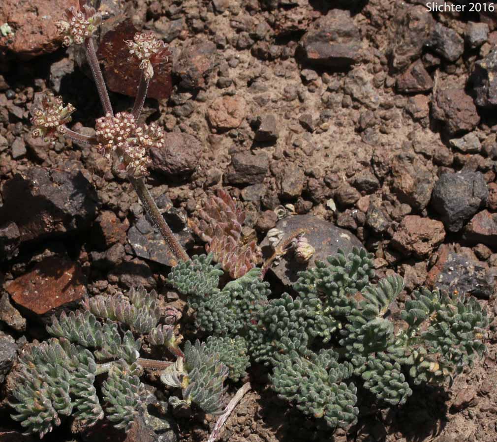 Fennelleaf Lomatium, MacDougal's Biscuitroot: Lomatium foeniculaceum var. macdougalii (Synonyms: Lomatium foeniculaceum ssp. macdougalii, Lomatium jonesii, Lomatium macdougalii)