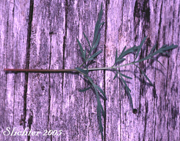 Leaf of Geyer's Biscuitroot, Geyer's Desert Parsley, Geyer's Lomatium: Lomatium geyeri (Synonyms: Orogenia fusiformis var. leibergii, Orogenia leibergii, Peucedanum evittatum)