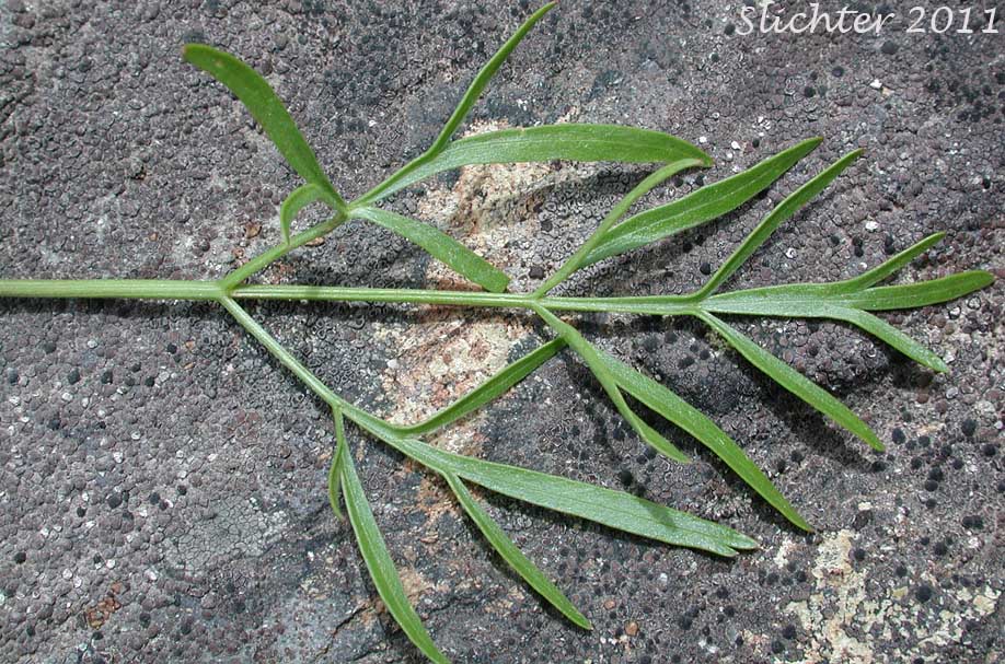 Leaf of Geyer's Biscuitroot, Geyer's Desert Parsley, Geyer's Lomatium: Lomatium geyeri (Synonyms: Orogenia fusiformis var. leibergii, Orogenia leibergii, Peucedanum evittatum)