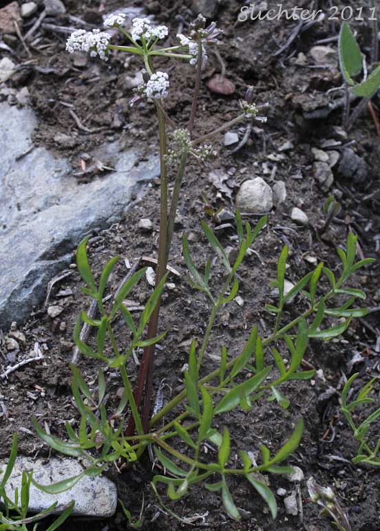 Geyer's Biscuitroot, Geyer's Desert Parsley, Geyer's Lomatium: Lomatium geyeri (Synonyms: Orogenia fusiformis var. leibergii, Orogenia leibergii, Peucedanum evittatum)