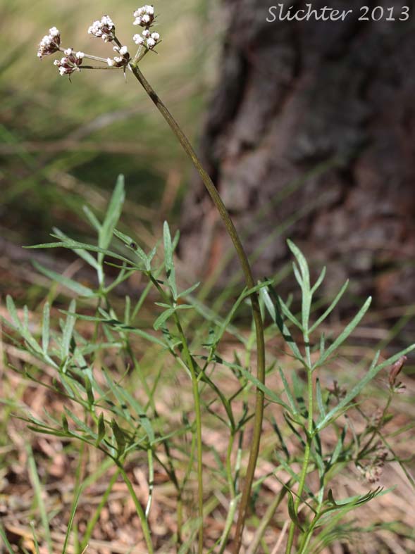 Geyer's Biscuitroot, Geyer's Desert Parsley, Geyer's Lomatium: Lomatium geyeri (Synonyms: Orogenia fusiformis var. leibergii, Orogenia leibergii, Peucedanum evittatum)