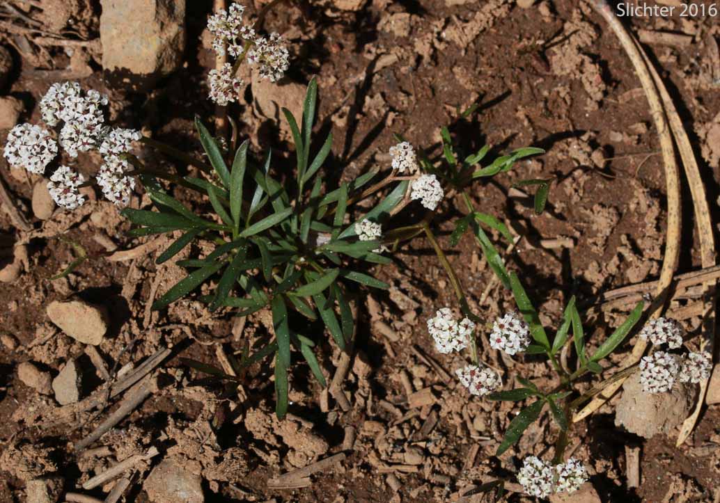 Gorman's Desert Parsley, Salt and Pepper, Gorman's Lomatium, Salt and Pepper: Lomatium gormanii