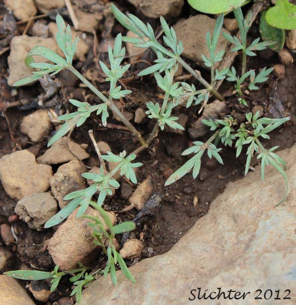 Gorman's Desert Parsley, Salt and Pepper: Lomatium gormanii