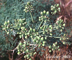 Green fruits of Gray's Biscuitroot, Gray's Lomatium, Milfoil Lomatium, Pungent Desert Parsley: Lomatium papilioniferum (Synonyms: Lomatium grayi, Lomatium grayi var. grayi)