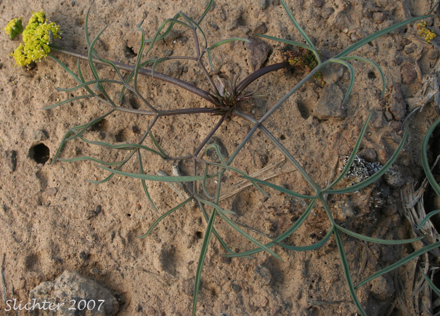 Hamblen's Desert Parsley, Hamblen's Biscuitroot, Hamblen's Desert-parsley: Lomatium farinosum var. hambleniae (Synonym: Lomatium hambleniae)