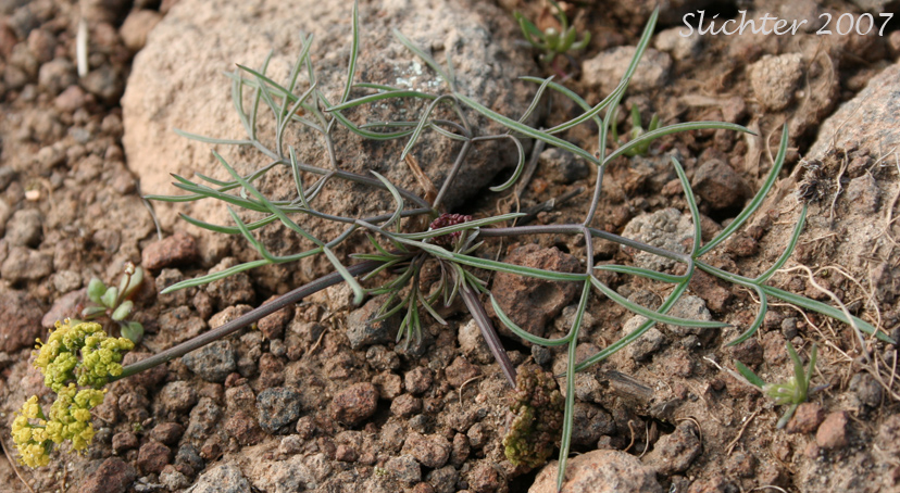 Hamblen's Desert Parsley, Hamblen's Biscuitroot, Hamblen's Desert-parsley: Lomatium farinosum var. hambleniae (Synonym: Lomatium hambleniae)