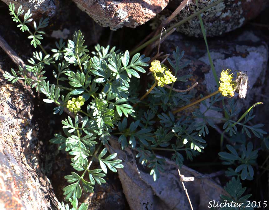 Henderson's Biscuitroot, Henderson's Desert Parsley, Henderson's Lomatium, John Day Lomatium: Lomatium hendersonii
