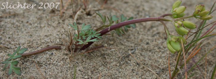 Henderson's Biscuitroot, Henderson's Desert Parsley, Henderson's Lomatium: Lomatium hendersonii