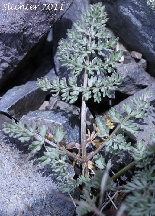 Basal leaf of Henderson's Biscuitroot, Henderson's Desert Parsley, Henderson's Lomatium: Lomatium hendersonii