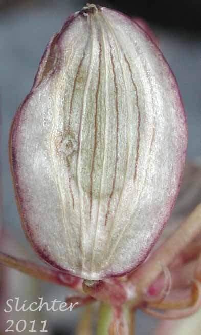 Fruit of Henderson's Biscuitroot, Henderson's Desert Parsley, Henderson's Lomatium: Lomatium hendersonii