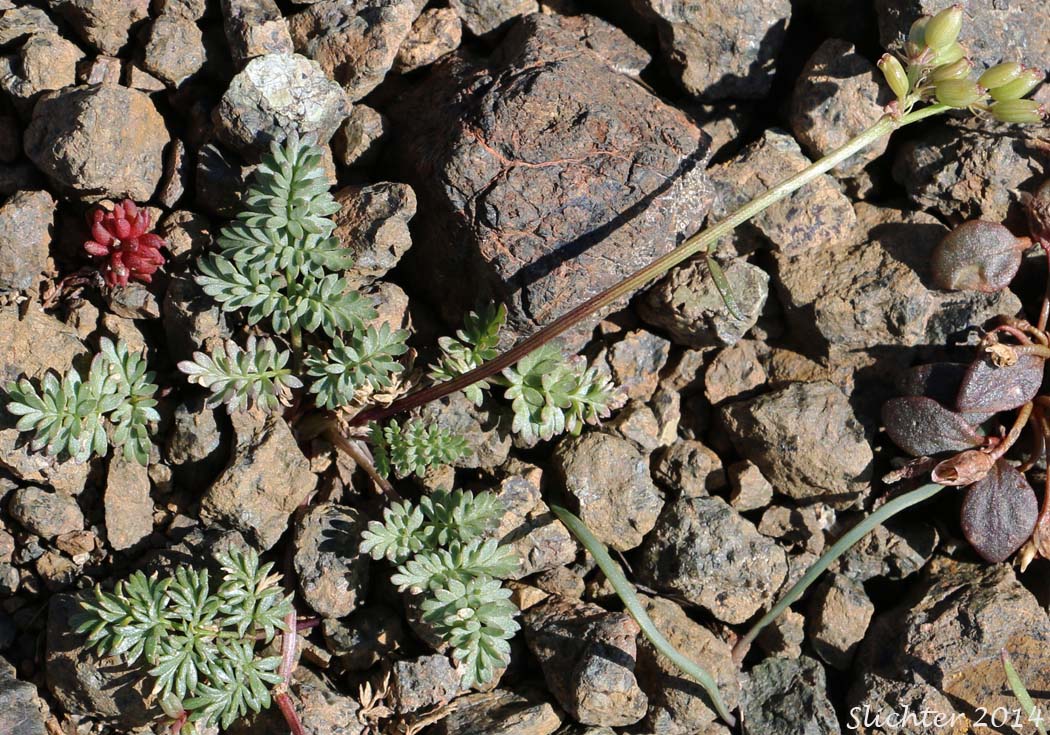 Henderson's Biscuitroot, Henderson's Desert Parsley, Henderson's Lomatium, John Day Lomatium: Lomatium hendersonii