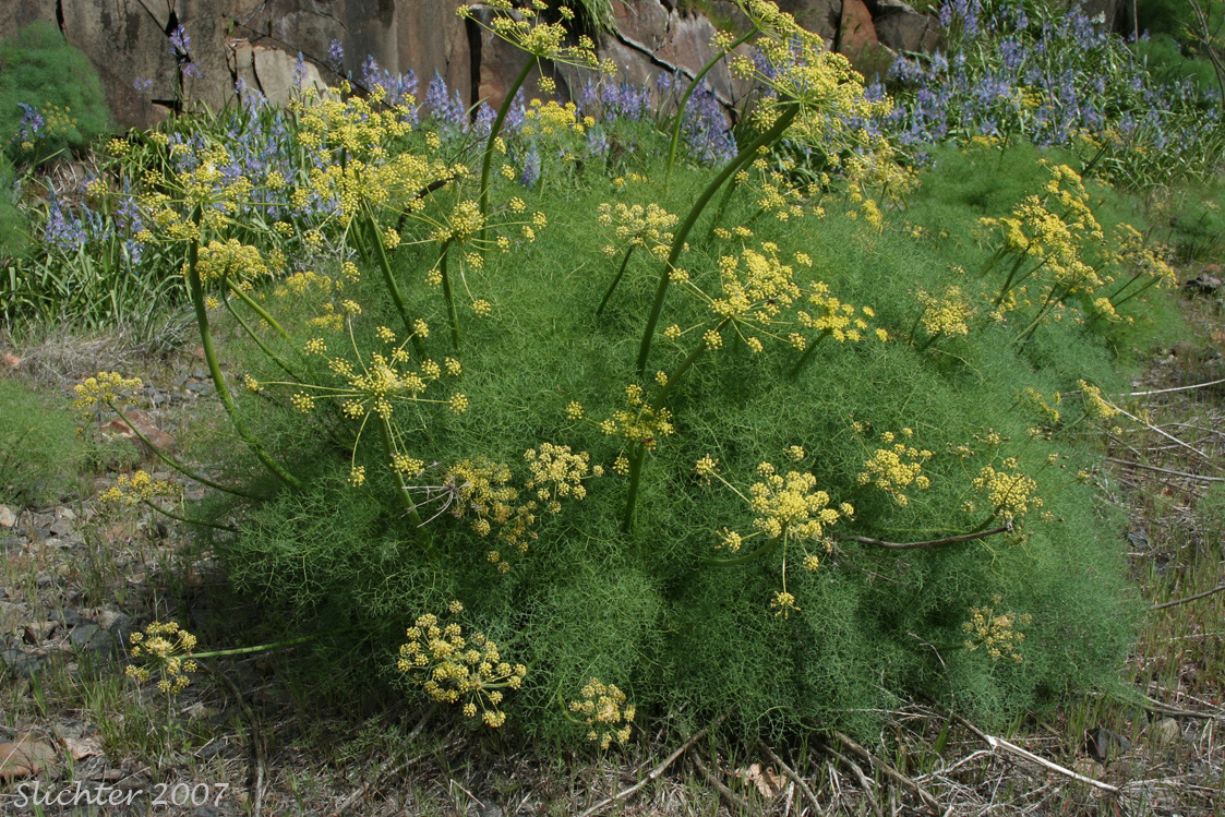 Gray's Biscuitroot, Gray's Lomatium, Milfoil Lomatium, Pungent Desert Parsley: Lomatium grayi (Synonym: Lomatium grayi var. grayi)