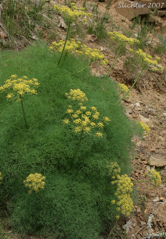 Pungent Desert Parsley, Gray's Biscuitroot, Gray's Lomatium, Milfoil Lomatium: Lomatium papilioniferum (Synonyms: Lomatium grayi, Lomatium grayi var. grayi)