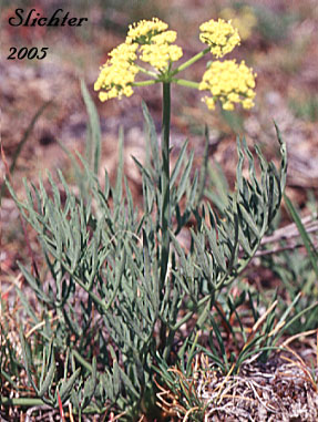 Gumbo Lomatium, Gumbo-lomatium, Slender-fruited Desert Parsley, Wasatch Desertparsley, Wasatch desert-parsley: Lomatium leptocarpum (Synonym: Lomatium bicolor var. leptocarpum)