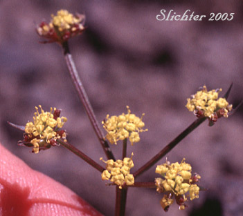 Umbel of Gumbo Lomatium, Gumbo-lomatium, Slender-fruited Desert Parsley, Wasatch Desertparsley, Wasatch desert-parsley: Lomatium leptocarpum (Synonym: Lomatium bicolor var. leptocarpum)