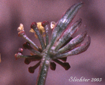 Involucel bracts of Gumbo Lomatium, Gumbo-lomatium, Slender-fruited Desert Parsley, Wasatch Desertparsley, Wasatch desert-parsley: Lomatium leptocarpum (Synonym: Lomatium bicolor var. leptocarpum)