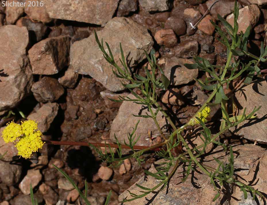 Gumbo Lomatium, Gumbo-lomatium, Slender-fruited Desert Parsley, Wasatch Desertparsley, Wasatch desert-parsley: Lomatium leptocarpum (Synonyms: Lomatium ambiguum ssp. leptocarpum, Lomatium ambiguum var. leptocarpum, Lomatium bicolor, Lomatium bicolor var. leptocarpum, Peucedanum bicolor var. gumbonis, Peucedanum leptocarpum, Peucedanum nuttallii var. leptocarpum, Peucedanum triternatum var. leptocarpum)