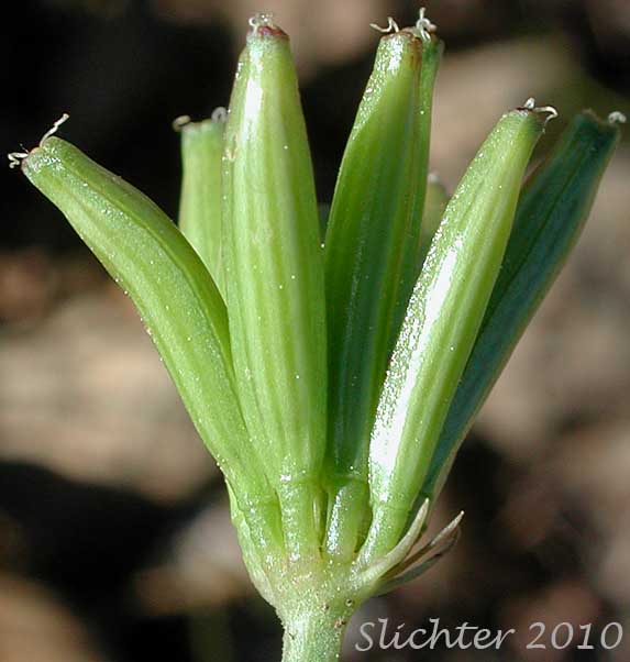Fruits of Gumbo Lomatium, Gumbo-lomatium, Slender-fruited Desert Parsley, Wasatch Desertparsley, Wasatch desert-parsley: Lomatium leptocarpum (Synonym: Lomatium bicolor var. leptocarpum)