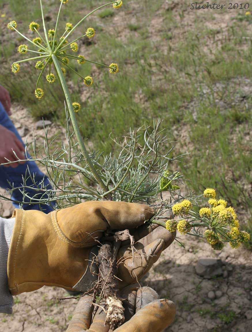 Thick tap root of Gumbo Lomatium, Gumbo-lomatium, Slender-fruited Desert Parsley, Wasatch Desertparsley, Wasatch desert-parsley: Lomatium leptocarpum (Synonym: Lomatium bicolor var. leptocarpum)