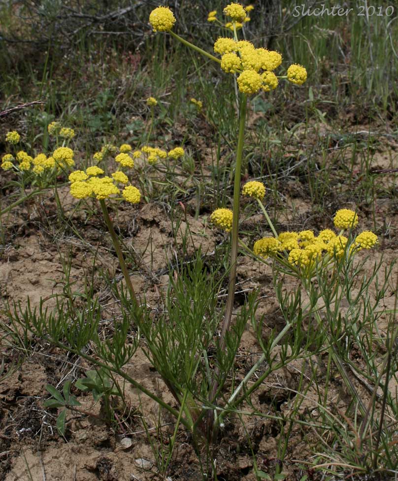 Gumbo Lomatium, Gumbo-lomatium, Slender-fruited Desert Parsley, Wasatch Desertparsley, Wasatch desert-parsley: Lomatium leptocarpum (Synonym: Lomatium bicolor var. leptocarpum)