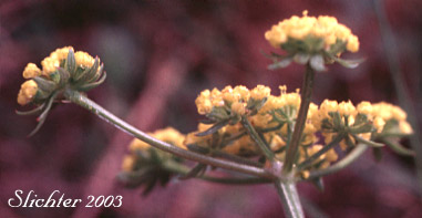 Umbel of Gumbo Lomatium, Gumbo-lomatium, Slender-fruited Desert Parsley, Wasatch Desertparsley, Wasatch desert-parsley: Lomatium leptocarpum (Synonym: Lomatium bicolor var. leptocarpum)