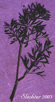 Leaf of Gumbo Lomatium, Gumbo-lomatium, Slender-fruited Desert Parsley, Wasatch Desertparsley, Wasatch desert-parsley: Lomatium leptocarpum (Synonym: Lomatium bicolor var. leptocarpum)