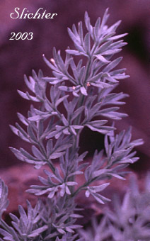 Leaf segements of John Day Valley Desert Parsley, John Day River Lomatium: Lomatium minus
