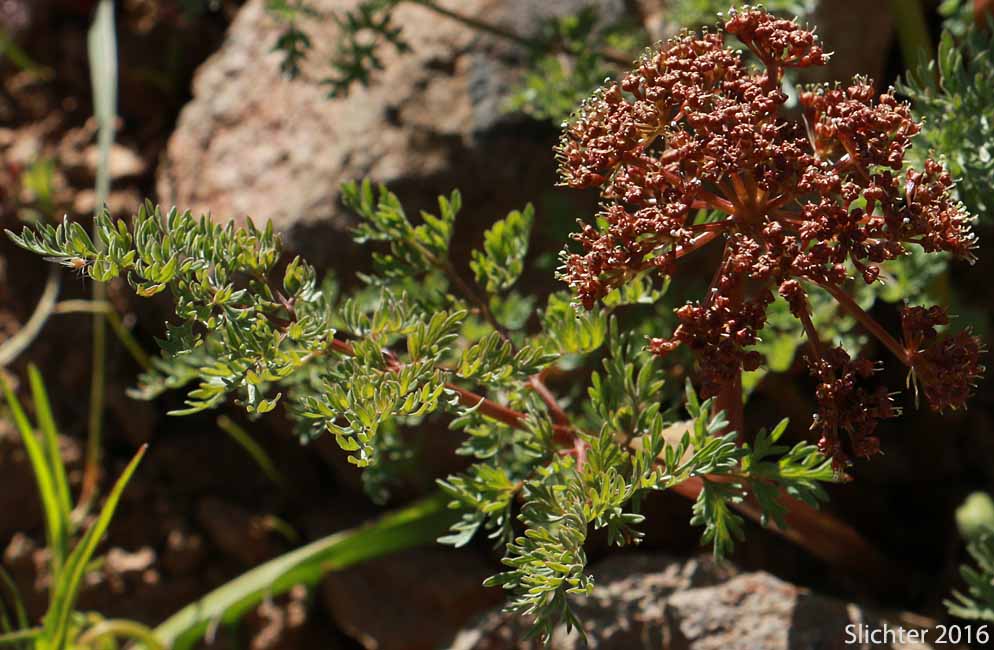 Carrotleaf Biscuit Root, Fern-leaf Desert Parsley, Fern-leaved Desert Parsley: Lomatium dissectum var. multifidum (Synonyms: Leptotaenia multifida, Lomatium dissectum var. eatonii)