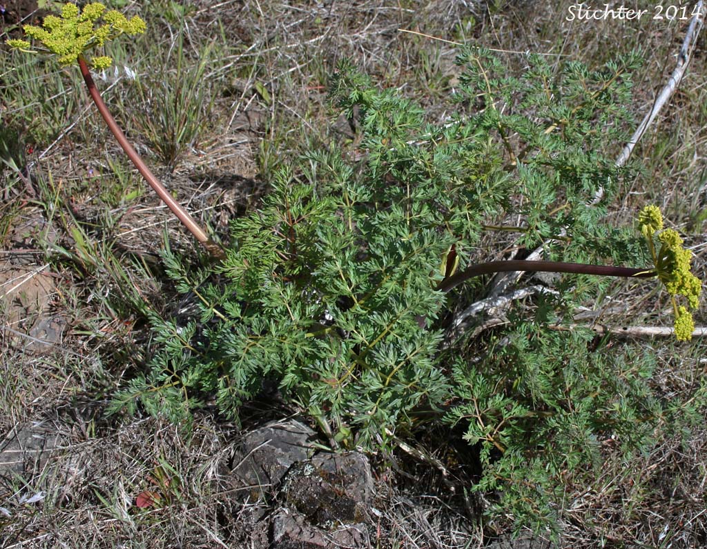 Carrotleaf Desert Parsley, Fern-leaf Desert Parsley, Fern-leaf Biscuitroot: Lomatium multifidum (Synonyms: Leptotaenia multifida, Lomatium dissectum var. eatonii, Lomatium dissectum var. multifidum)